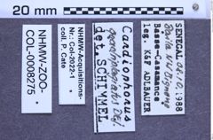 Etiketten zu Cardiophorus quadriplagiatus (Erichson, 1840) (NHMW-ZOO-COL-0008275)